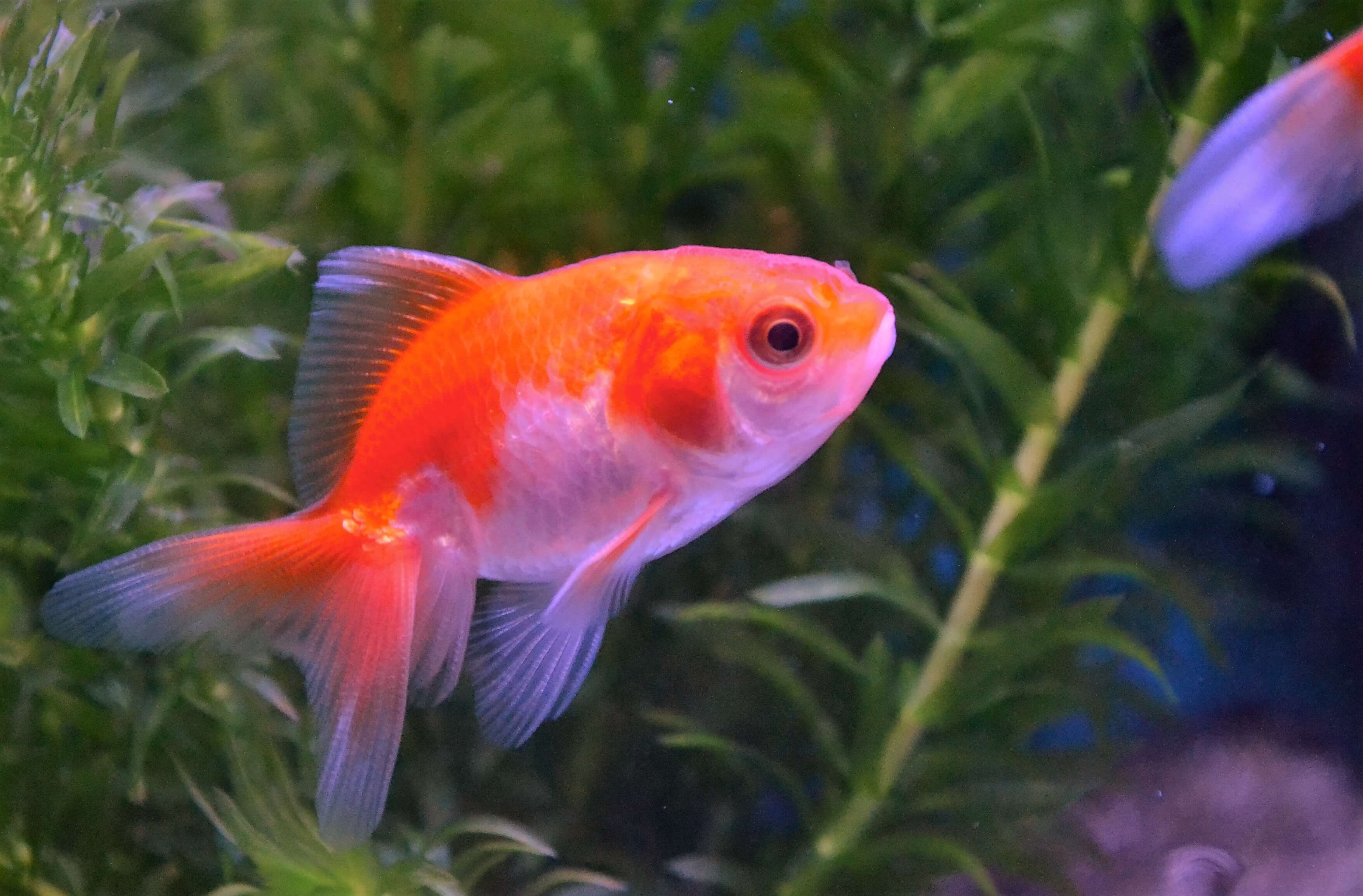 What Coldwater Fish Do Pets At Home Sell