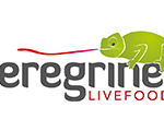 peregrine
